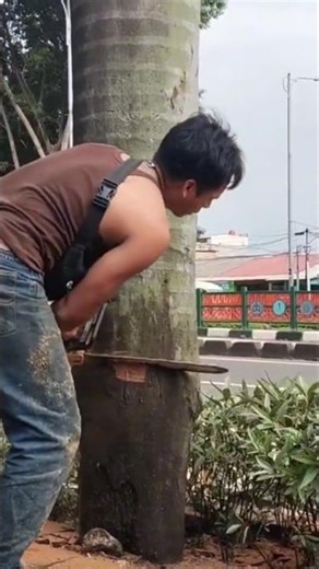 cutting down palm trees #shortvideo #treecutting #chainsaw