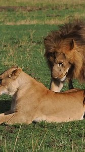 🦁 Tanzania Safari & Zanzibar Beach on Instagram: "Do you know why female lions do rolls after mating? The lion's penis has barb like projection on it. They cause pain to the lioness when the malwithdrawnne. This is why they roll over and snarls and even sometimes swipe at the male. The pain and irrigation are what stimulate her to ovulate Are interested to know and see more? A short tour, but the driver-guide in your private vehicle will inform and entertain you as you witness some of the best 