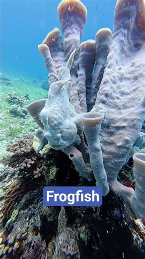 Frogfisch - Anglerfisch Philippines Philippinen #frogfish #anglerfisch #diving #shorts #philippines