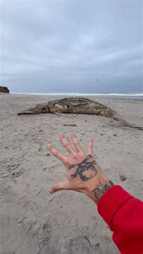 You Have to See This‼️😱 It may look like a prehistoric sea creature straight out of the past but this is actually a gray whale that came ashore on the Oregon Coast. Over time, the ocean transforms these giants in fascinating ways, creating an incredible opportunity to study marine biology and coastal ecosystems. Every stage of this natural process plays a vital role in keeping the beach environment healthy and balanced. Educational Disclaimer: This video is for educational purposes only. Please