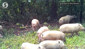 Sabah’s boars return to the wild as ASF epidemic subsides