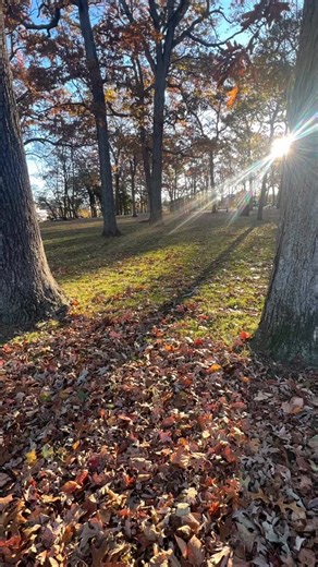 Tis Autumn 🍂 🎵 #autumnleaves #canopy2050 #springlakegrows #plantitforward #springlakeshadetreecommittee #treecanopy #springlakenj | Spring Lake Shade Tree Committee