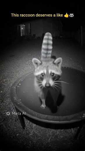 You Won’t Believe What This Raccoon Did at Night 😳🦝