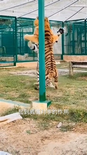 一山不容二虎，發現老虎打架有個特點就是喜歡站起來#知識迎新年 #春節新知錦囊 #和你一起過冬日 #帶你趣戶外