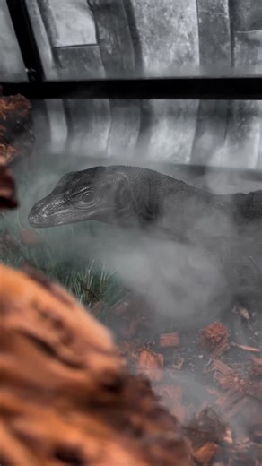 Unknown Exotics🐍 | Black Dragon Enjoying His New Humidifier From @reptizoo_official 🖤 ABOUT THIS ITEM **Innovative Humidity Control**: The Reptile Fogger... | Instagram