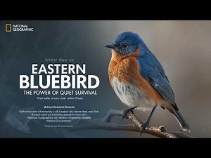Eastern Bluebird: The Quiet Survivor That Thrives Through Balance and Adaptation