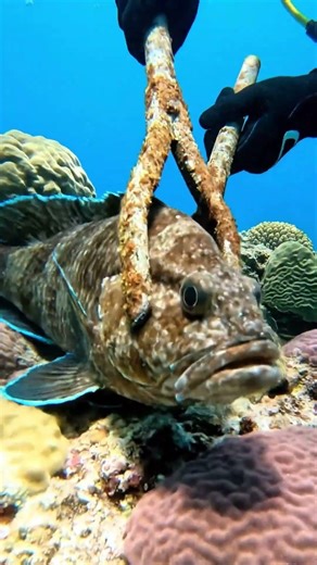 #toadfish #underwaterlife #oceanlife scorpionfish #fishcapture #naturelover #fishing #shorts