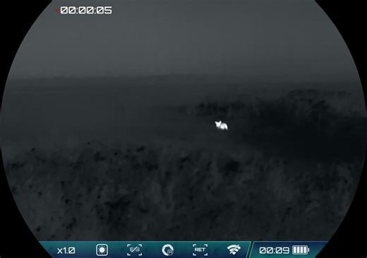 9/4/25 We are driving down a turn row in this field when Shane spotted this pig in the grown up field on the left. I stepped outside of truck and focused my RIX Optics Titan T6 thermal scanner on him just in time to catch the action. Rougarou Hog Control Ella Swift | Pig Mafia