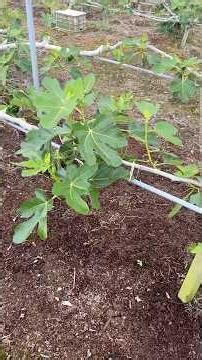 Today's Tasks: 6/9 Fig Orchard