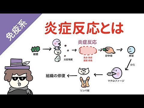 炎症反応の過程（細菌感染）