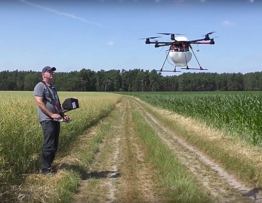 Maiszünsler: Das müssen Sie über Trichogramma-Schlupfwespen wissen