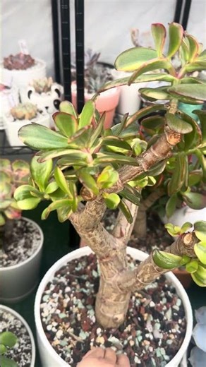 Hermoso bonsái árbol jade variegado #suculentas #love #plants #tips #winter #garden #life