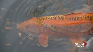 Koi return to Vancouver’s Dr. Sun Yat-Sen Garden