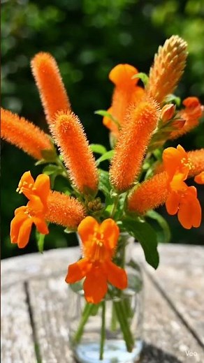 🌿🧡 Wild Dagga – The Lion’s Tail Flower You Need to See