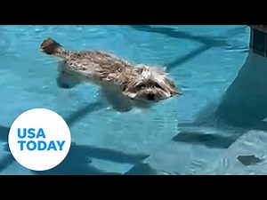 Dog floats in swimming pool to cool down | USA TODAY