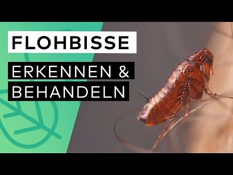 Wie sehen Flohbisse aus?🪳 ❌ Flöhe loswerden ✓ Hausmittel ✓ Flohbisse behandeln ✓ Haustiere & Flöhe ✓