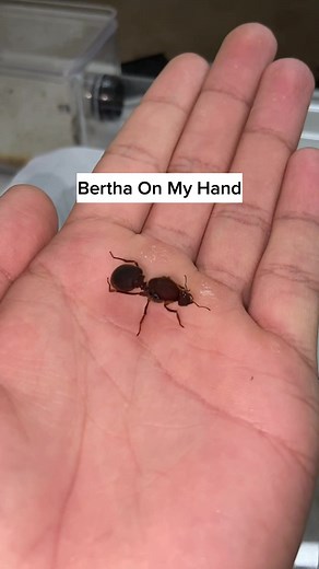 Meet Bertha: The Giant Queen Ant on My Hand