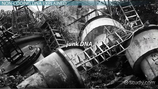 Non-Coding DNA | Function, Sequence & Region