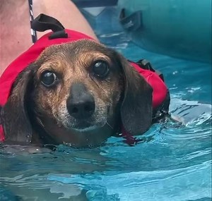 Foster Brodie says “Legend has it the doggie paddle was named after me!” 😎💧 | Senior Dog Haven & Hospice, Inc.