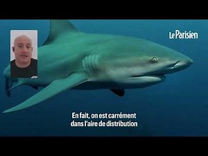 🇪🇸🦈La touriste allemande naviguait dans un « corridor à requins » au large des Canaries - 16/09/2024