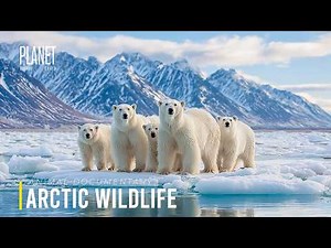 Arctic Wildlife | Survival in a World of Ice, Silence, and Endless Cold