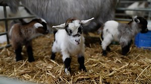 What a lovely surprise! One of our pygmy goats has had the most beautiful triplets and Farmer Rob couldn't be more pleased. Don't forget you can visit all the new arrivals with our great value spring saver tickets that are online now. | Cannon Hall Farm