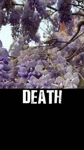 Secrets of the Wisteria Tree: Are Wisteria Flowers Poisonous?