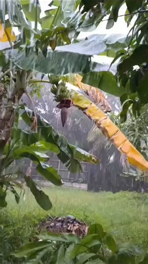 SAMPIT – Cuaca ekstrem, hujan deras disertai angin ribut melanda kota Sampit, Kabupaten Kotawaringin Timur, Minggu (21/12/2025). #cuaca #bmkg #anginkencang #cuacaekstrem #baamang #ketapang #sampit #kotim #radarsampit #beritaviral #berita Baca berita terupdate dan menarik lainnya di 🌐 radarsampit.jawapos.com | Radar Sampit