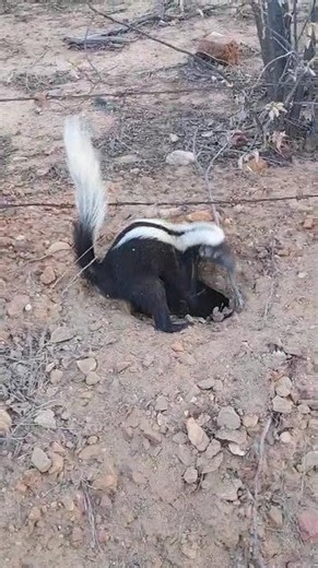 Muito Calor, Ticaca dorme fora do buraco