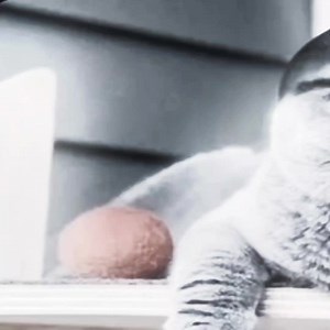 Folk#fy #fyp #viral #folk #cat | folk