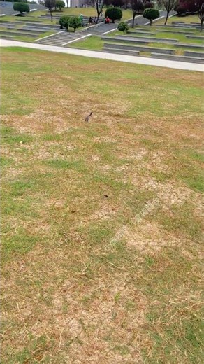 I Mastered the Spin! Bow Down to Me! 🌀 #SugarGlider #CutePets #FlyingPro