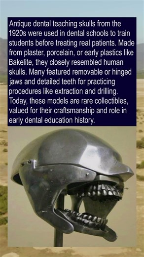 Antique teaching dental head Skulls, 1920s