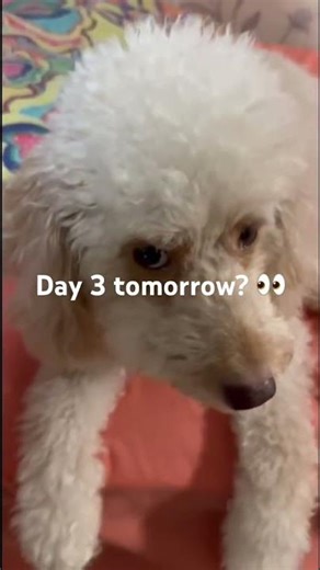 Day 2 of Testing My Dog’s Manners… Did She Pass? 👀🐶