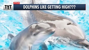 83K views · 1.7K reactions | A new documentary reveals that dolphins enjoy puff, puff, passing around puffer fish to get high on their toxins. | The Young Turks | Facebook