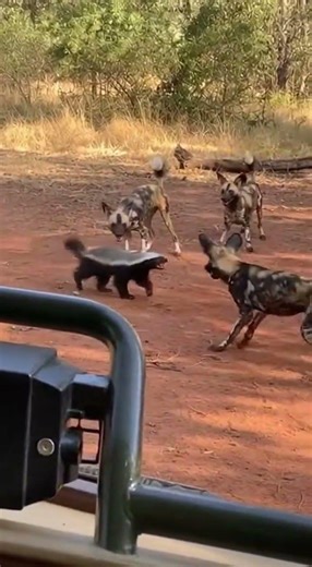 “Wild Dogs Attack Honey Badger… But He Fights Back Like a Boss! 🐾”