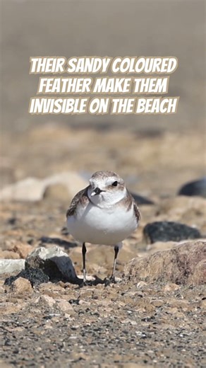 Blending in and moving fast. Nature's perfect camouflage.