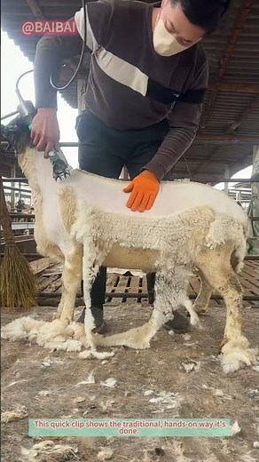 How to Shear a Sheep by Hand | Farm Life