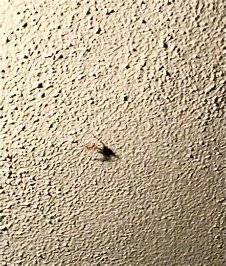 Spider Shadow