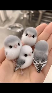 202K views · 9.9K reactions | World smallest bird #repost #birds #hand #aiart #ai #reels | Z F photography | Facebook