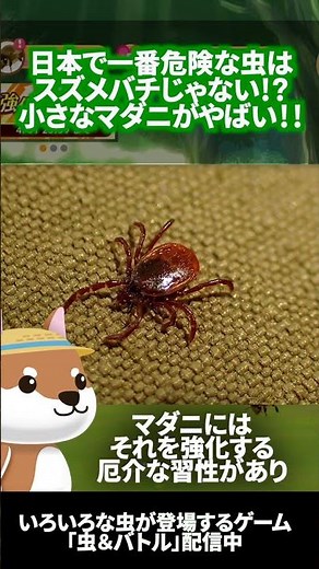 Is the Tick Japan's Most Dangerous Insect!? Why It’s So Deadly #Tick #BugBattle #Shorts