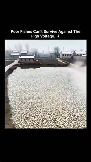 Poor Fishes Can't Survive⚡😱 Against The High Voltage⚠️#youtubeshorts #trending #facts #viral #video