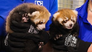 With fewer than 10,000 in the wild, red panda twins born at RWP Zoo are a major breakthrough