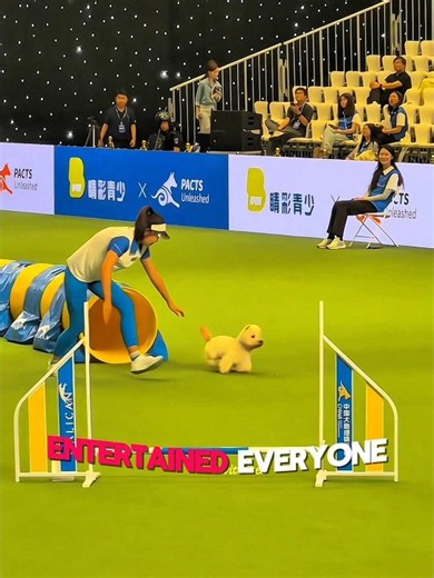 This Dog Stopped the Game to Pee! 🐶 & The Crowd Couldn't Stop Laughing!