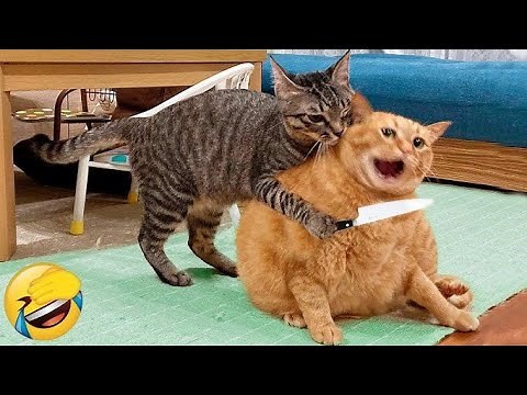 Best Funny Cat And Dog Memes 😂😂 Cutest Cat Compilation😎