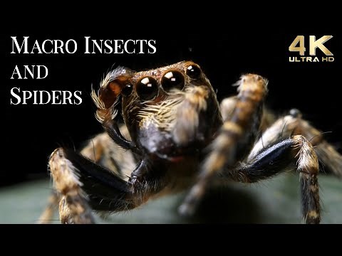4K Insects Up Close with Amazing Insects World - Macro Insects TV Background - Fun Positive Music