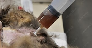 The cat could not pee due to stones in the bladder and ureter. The doctor installed a urinary catheter for the cat. The veterinarian drains the urine from the bladder using a syringe. Stock Video