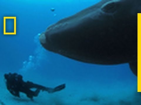 A Magical Day with a Right Whale | Ocean Soul