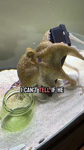 Two clams for Tommy the octopus