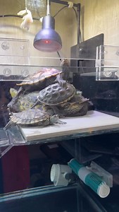 嗨，其實旁邊還有空位 你們有沒有興趣…不要那麼困難的ㄎㄟ、ㄒㄧㄡ🤣 #斑龜 #長尾龜 #地圖龜 | 報告斑長，崽崽們報到