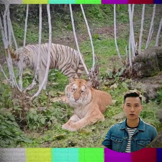 Hai Con Mèo Đáng Yêu Nhất Mạng Xã Hội ‪@dongvattieudiem‬ #dongvat